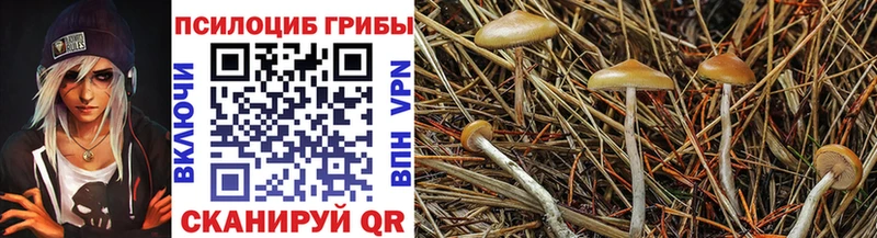 Псилоцибиновые грибы Psilocybine cubensis Новотитаровская
