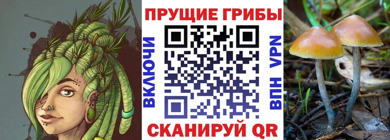 Галлюциногенные грибы Cubensis  купить наркотики цена  Новотитаровская 